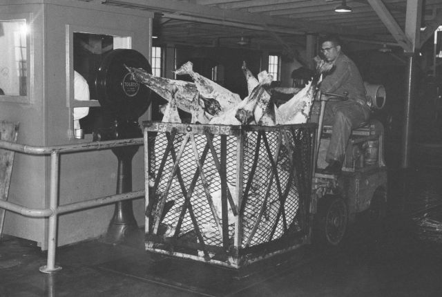 Weighing frozen tuna Picture