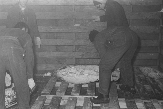 Stacking tuna in cold storage room Picture