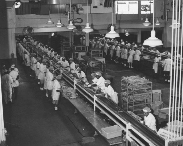 Tuna canning Picture