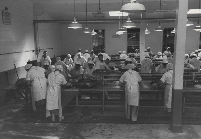 Skinning cooked tuna before packing into cans, columbia River Packing Association. Picture