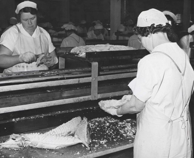 Cleaning cooked tuna for canning. Picture