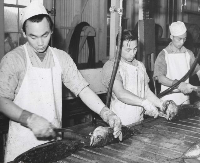 Gutting tuna. Picture