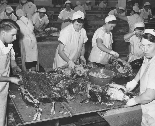 Skinning cooked tuna before canning. Picture