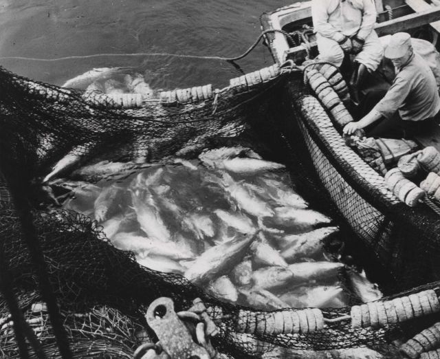 Tuna catch in seine FWS 2229 Picture