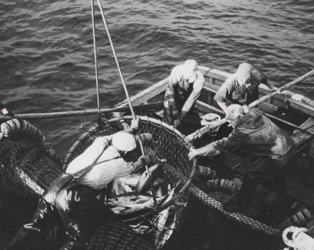 Brailing tuna FWS 2230 Picture
