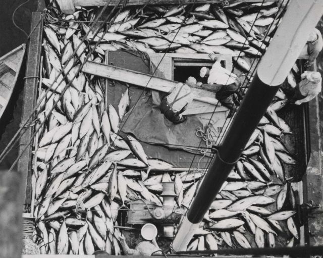 Deck load of tuna FWS2234 Picture