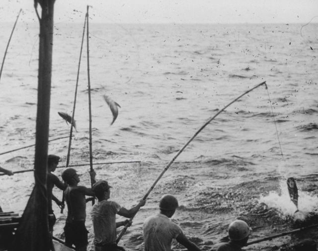 Long-line fishing for tuna from BCF research vessel JOHN R Picture