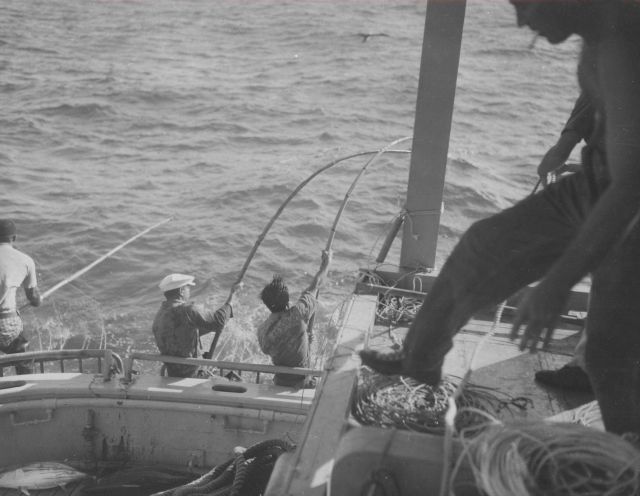 Catching tuna by pole on the BCF research vessel HUGH M Picture