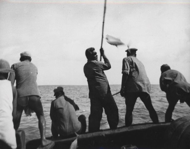 Skipjack fishing Picture