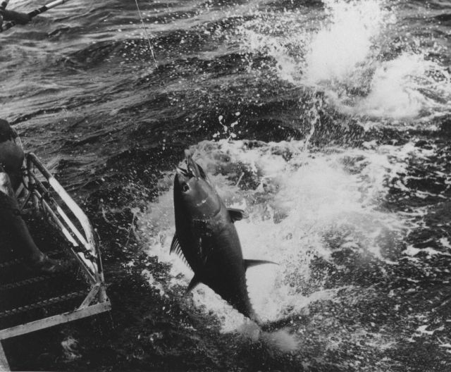 Landing a yellowfin tuna on board the BCF research ship UNDAUNTED Picture