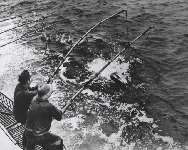 Fishermen landing a two-pole tuna from a live-bait boat in the eastern tropical Pacific Ocean Picture