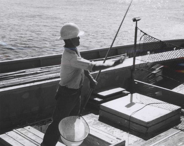 Chummer throwing live bait to attract skipjack aboard Hawaiian sampan BUCCANEER. Picture
