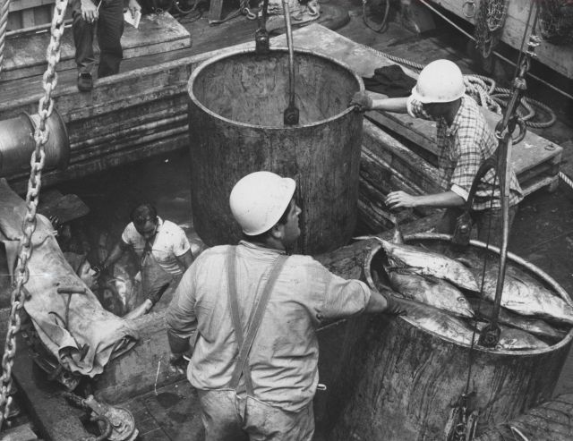 Removing fresh tuna from the hold of a tuna seiner by huge galvanized bucket which holds about a half-ton of fish. Picture