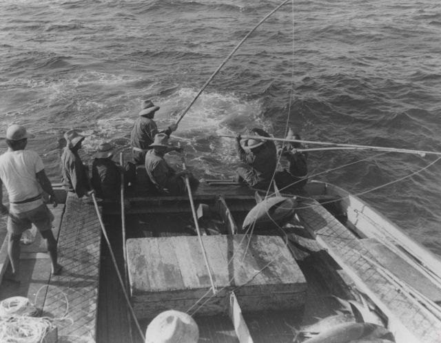 Tuna fishing on the trade wind Picture