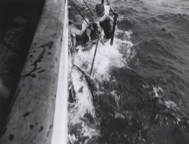 Landing a large tuna onto the stern of the research vessel ANTON BRUUN. Picture