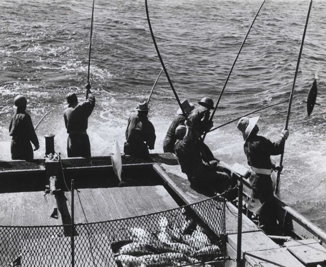 Live bait fishing for skipjack tuna aboard the Hawaiian sampan BUCCANEER Picture