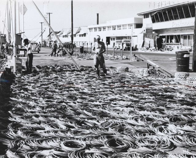 Drying longline gear at Kewalo Basin Picture