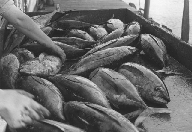 Fresh tuna being prepared for processing Picture