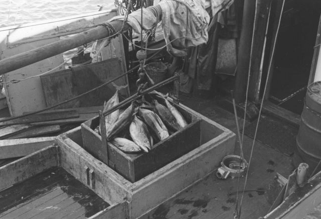 Unloading tuna from fishing vessel Picture