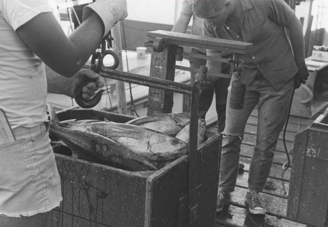 Weighing tuna after offloading Picture