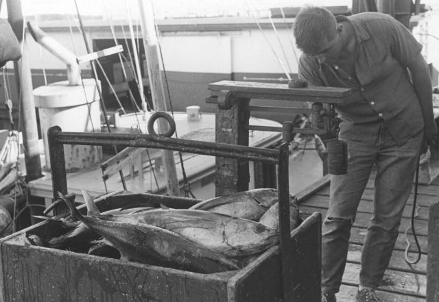 Weighing tuna after offloading Picture