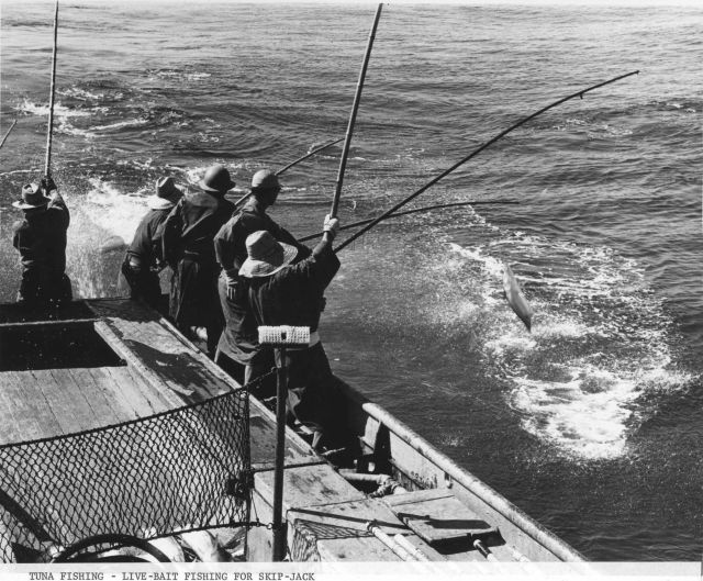 Tuna fishing - live bait fishing for skipjack aboard the Hawaiian sampan 