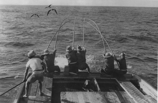 Tuna fishing on the trade wind BCF 206 Picture