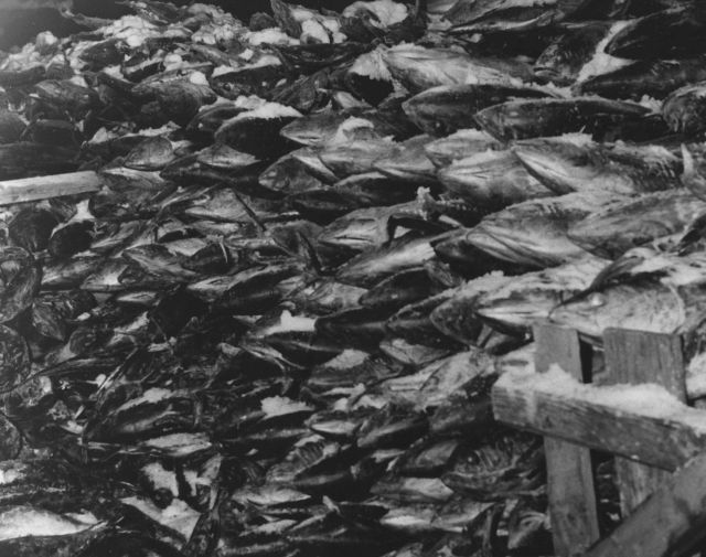 Frozen tuna awaiting processing Picture
