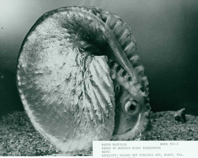 Paper nautilus caught off Virginia Key Picture