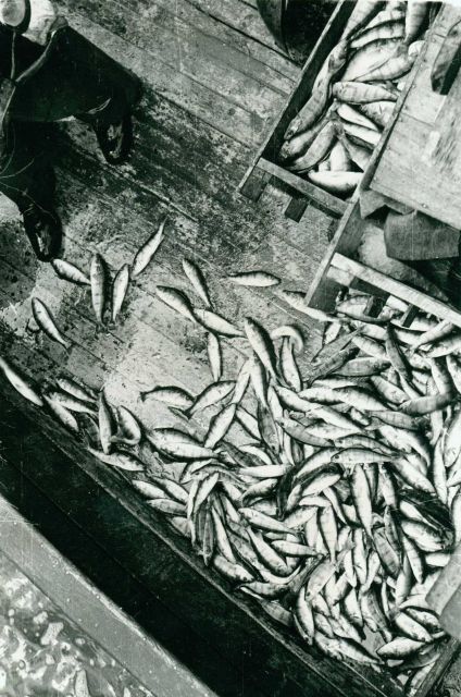 Yellow perch on deck. Picture