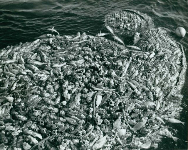 A large catch of Pacific Ocean perch made during exploratory trawling off Oregon coast Picture