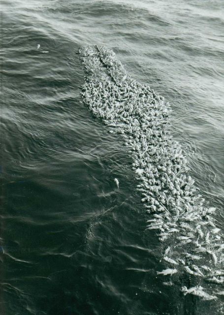 A floater of Pacific Ocean perch alongside the USFWS ship JOHN N Picture