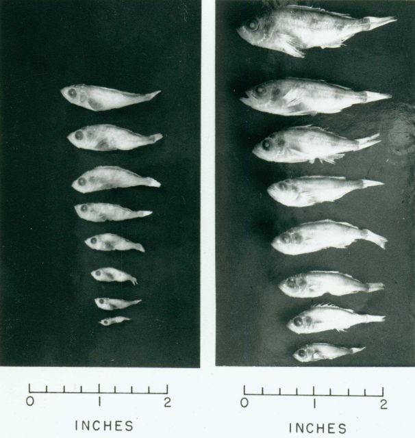 Young ocean perch collected with a mid-water trawl in the Gulf of Maine for a study of the growth characteristics of the species Picture