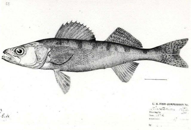 Wall-eyed pike (Stizostedion vitreum) Picture