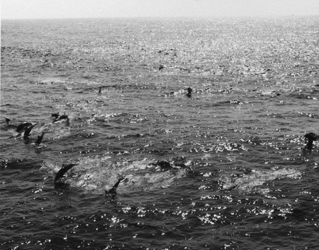 School of porpoise in the tropical East Pacific Ocean. Picture