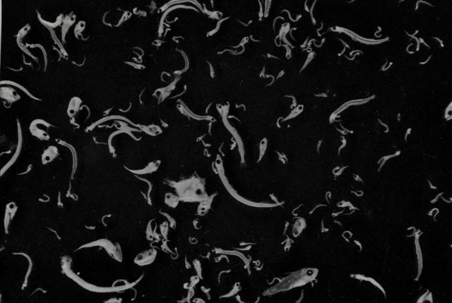 The separation of hundreds of thousands of fish larvae from the plankton samples taken on nine THEODORE N Picture