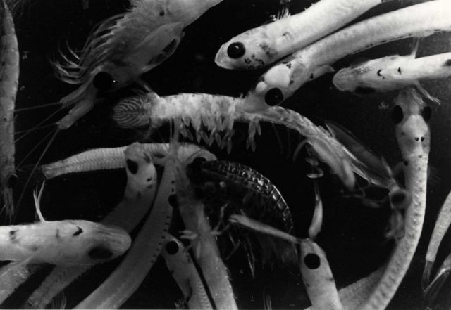 Plankton unusually rich in mixed fish species. Picture