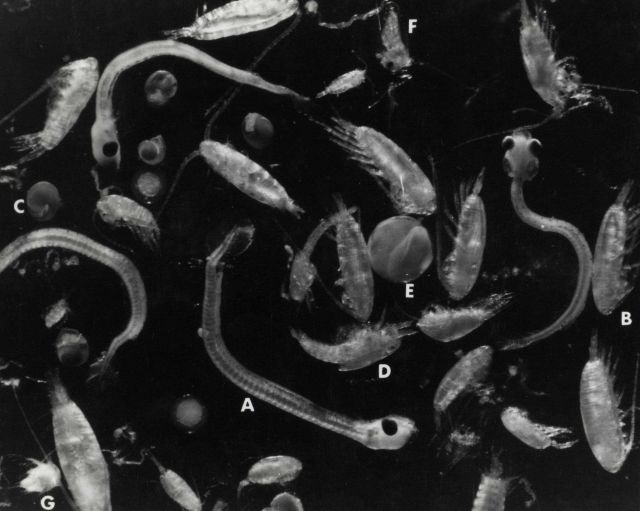 Constituents of a plankton sample. Picture