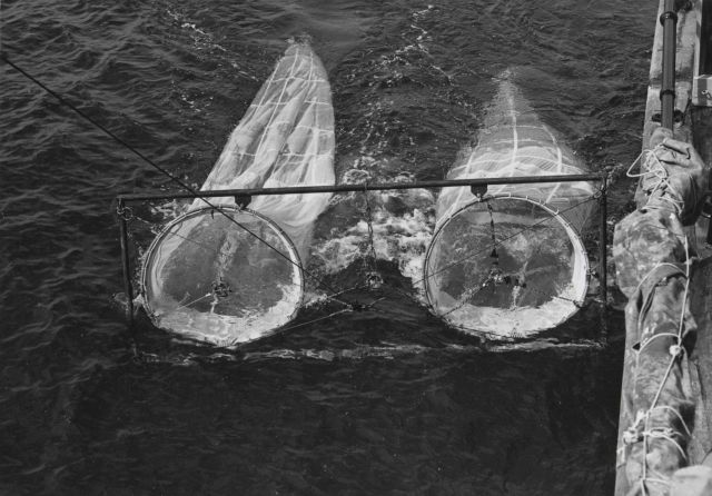 Two one-meter nets of different mesh size are hauled side by side in order to determine the extent of loss of smaller organisms through the mesh openi Picture