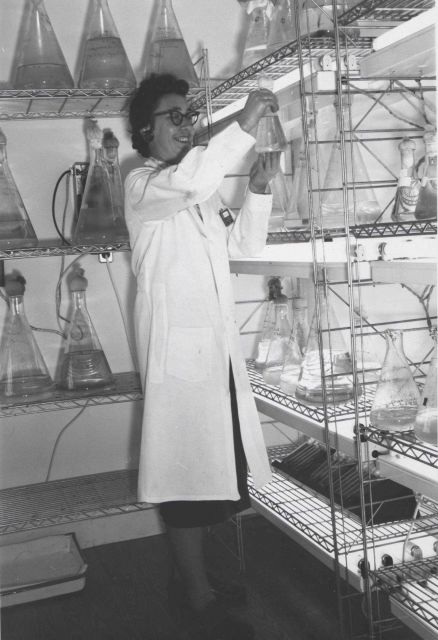 Examining a culture of marine phytoplankton grown in radioactive seawater under controlled conditions of light and temperature. Picture