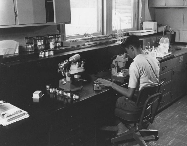 Examination of zooplankton samples for indicators of water masses at the USBCF Booth Bay Harbor laboratory. Picture