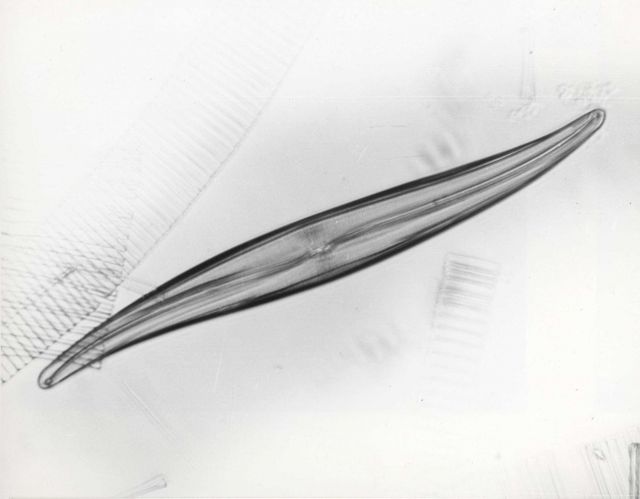 The diatom Gyrosigma acuminatum collected from Lake Huron in 1956 Picture