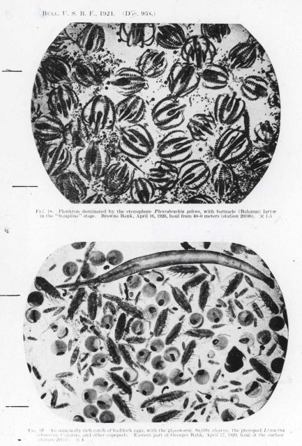 Plankton dominated by the Ctenophore Pleurobrachia pileus with a barnacle (Balanus) larvae in the 'nauplius