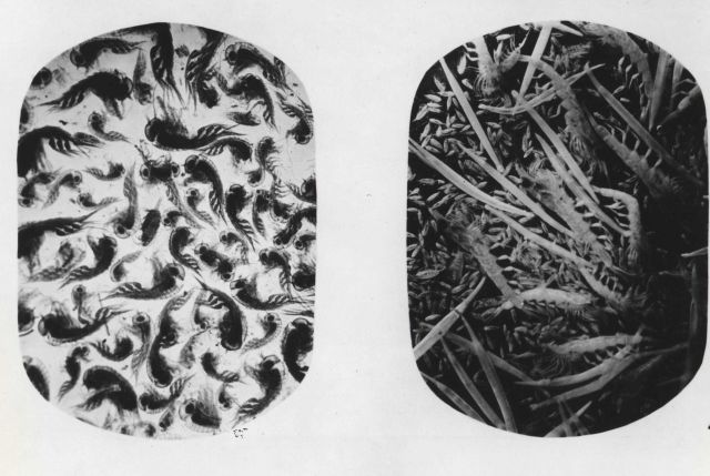 Zooplankton from southern slope of Georges Bank Picture