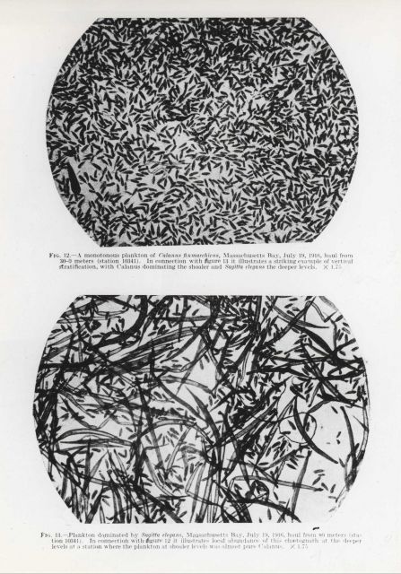 Zooplankton from Massachusetts Bay Picture
