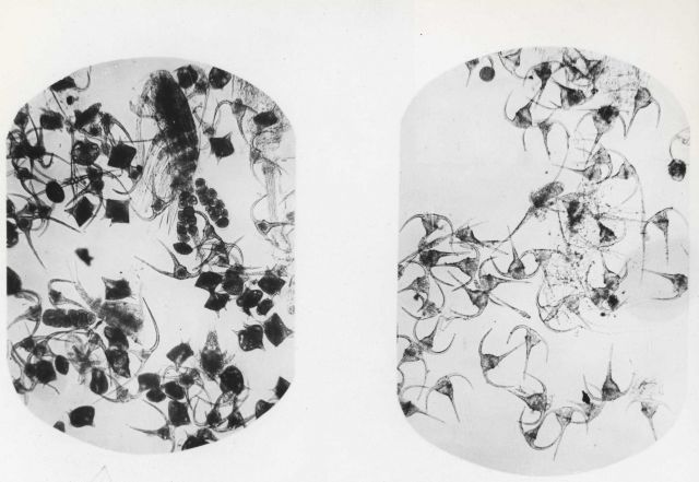 Peridinian plankton dominated by Peridinium, with Ceratium longipes and C Picture