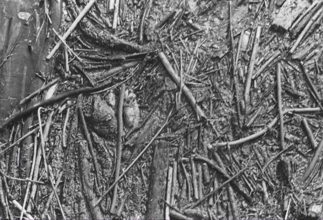 Indication of fish kill from oil spill Picture