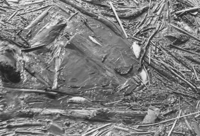 Indication of fish kill from oil spill Picture