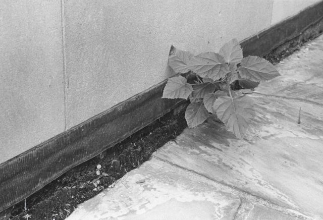 Caption and significance unknown Picture