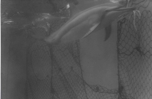 Photograph of porpoise next to escape opening in tuna net. Picture